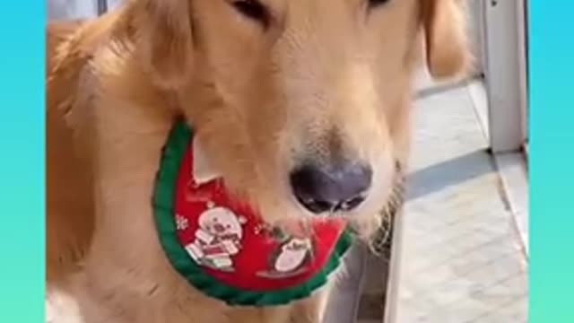 Cute Samart dog video