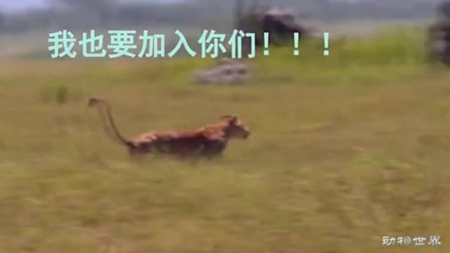 WILD ANIMALS HUNTING PREY COMPILATION RELAX FOR LIFE ​​ #60