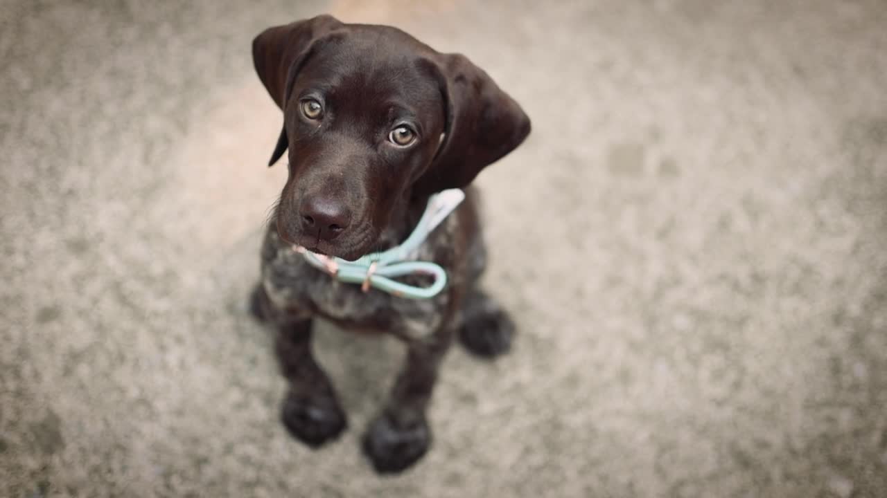 dogs video compilation, chocolaty color, beagle, long ear, trained dog