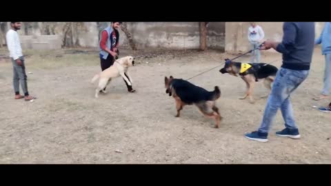 German Shepherd puppies Barking Vs Labrador BARKING Attack