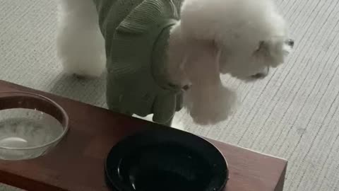 Puppy eating rice