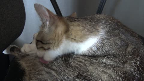 Look Mom I Wash My Fur to Be Beautiful