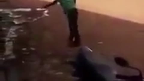 Capoeira profissional