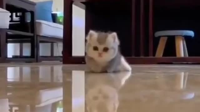 top trending | the best pet compilation#shorts