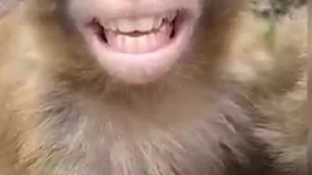 Hasne wala bandar aTGT 3R Funny monkey-Bandar ki masti #world...
