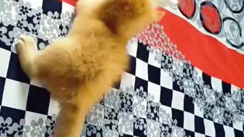 Funny Kiss video in 2 Cats