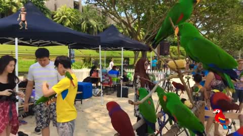 BEAUTIFULL Singapore Parrot Tournament 2020 | Parrot Competition 2020