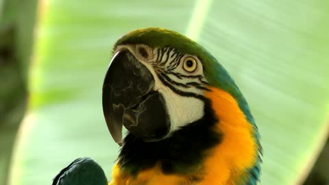 close up on isolated green and yellow parrot s face