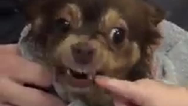 Cute Chihuahua Dog Bites Baby in Super Slow Motion !!