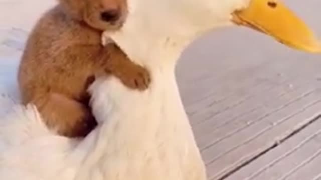 Beautiful and adorable dog play his friend funny video