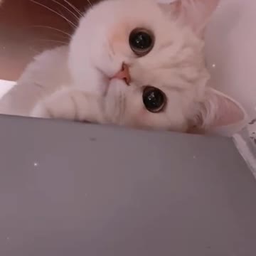 The cutest cat