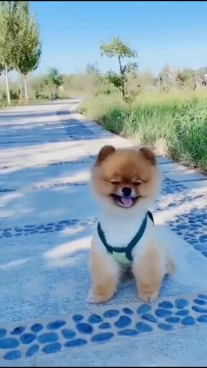 Ultimate Baby Dogs🤣 - Cute and Funny Dog Videos Compilation🤣 #Shorts