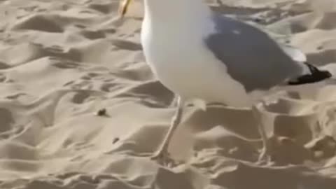 THIS SEAGULL THINKS HE'S🤣 A CAT!