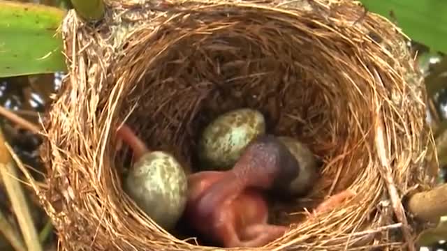 Common cuckoo chick ejects eggs of Reed werble out of the nest