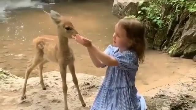 Beautiful baby deer being fed by a beautiful little girl