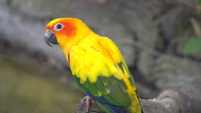 Lovely parrot