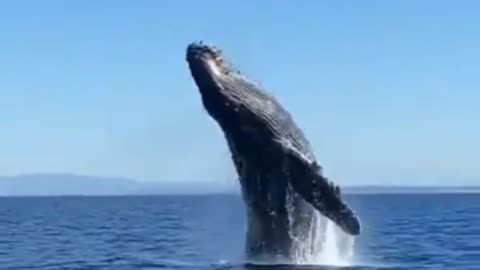 Humpback Whale Breach!