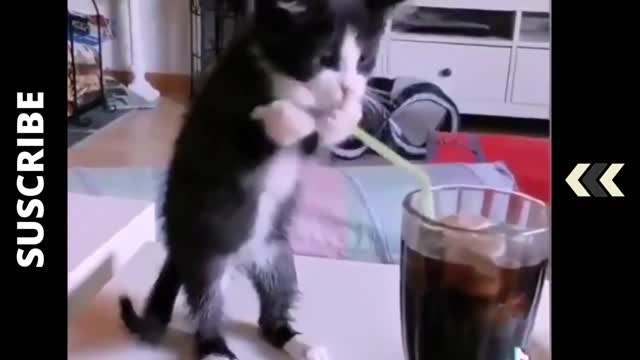 Funny Cat Drinks Soda