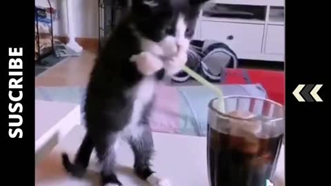 Funny Cat Drinks Soda