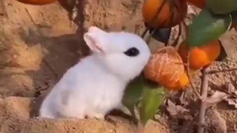 Funny animals