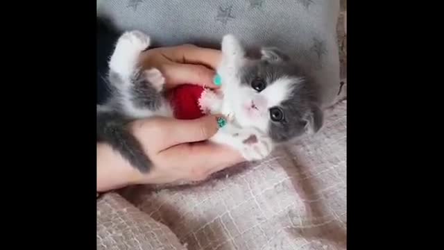 CUTEST CATS - Funny and Cute Animals Videos Compilation New !!