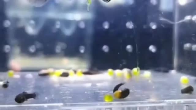 Fish giving birth #19 😹😹 Lovely Videos