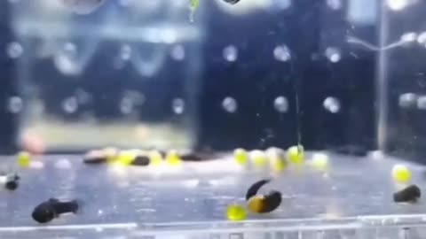 Fish giving birth #19 😹😹 Lovely Videos