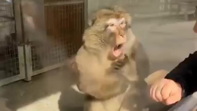 Monkey's reaction to a magic trick