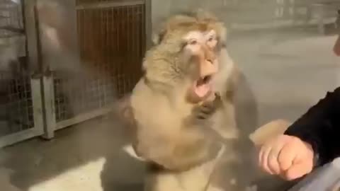 Monkey's reaction to a magic trick