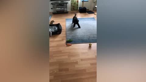 Best Funny Animal video