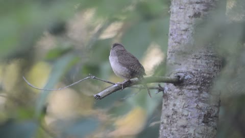 wren