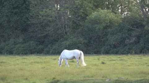 White horse grazing in green meadow