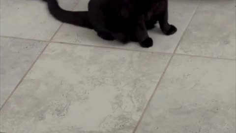 Cute Precious Piper Sweeps the Floor - Adopting a Cat from a Shelter Vlog #shorts