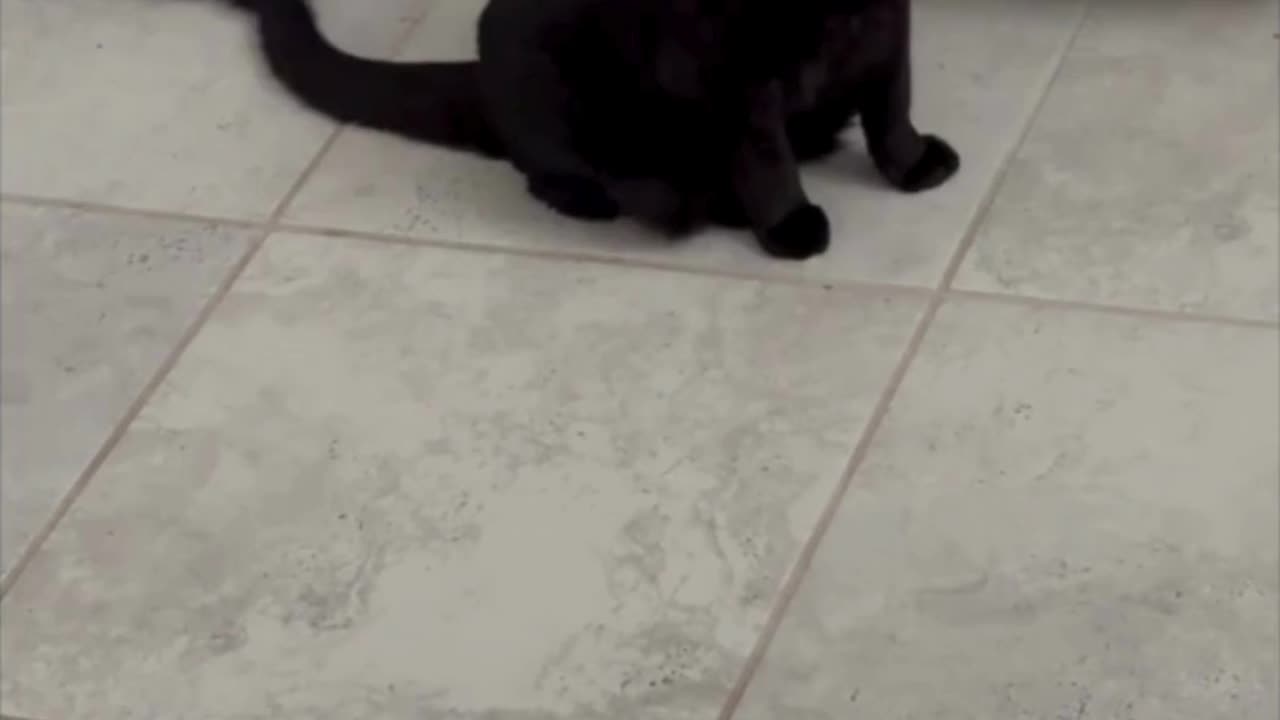 Cute Precious Piper Sweeps the Floor - Adopting a Cat from a Shelter Vlog #shorts