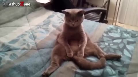 Cute animals acting like humans, funny and hilarious