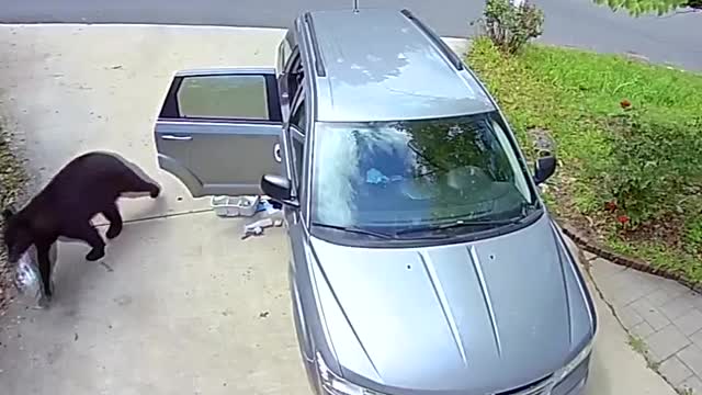 Two Bears Have Stolen Food From A Car.