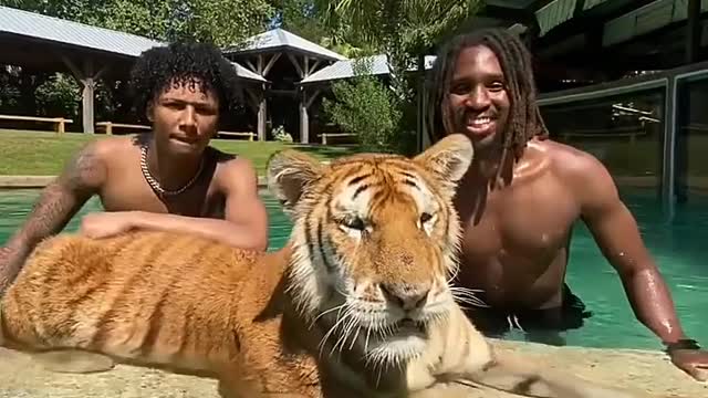 Bath with tiger in pool