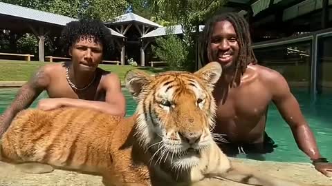 Bath with tiger in pool