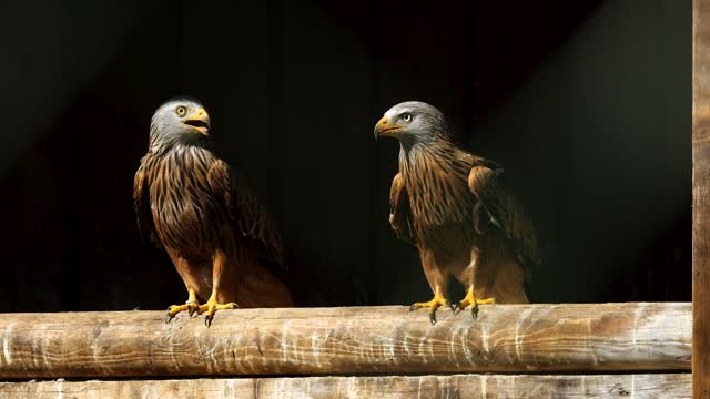 Watch what happens to these birds