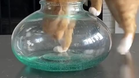 Funny Cats Moments #1