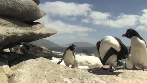 Penguins often fall