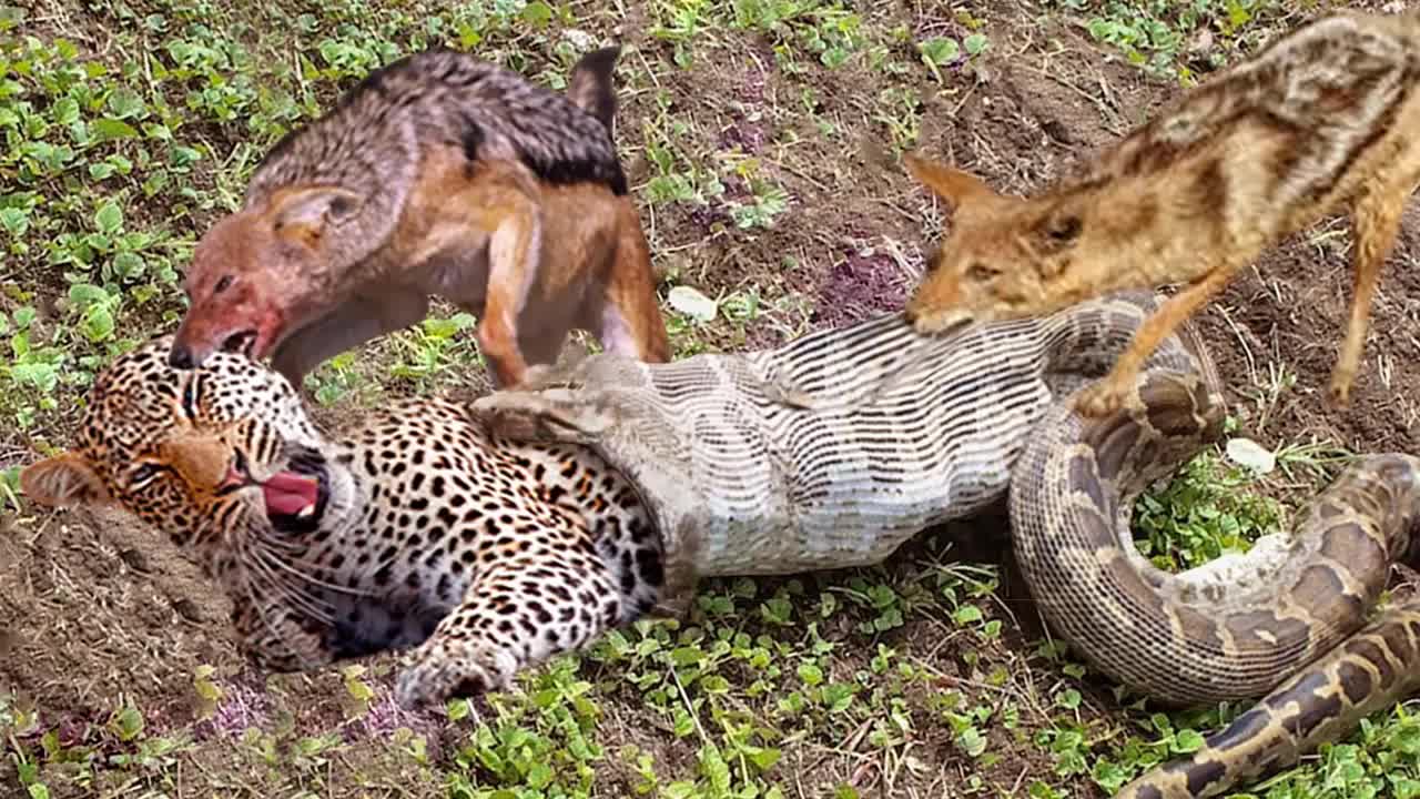 The best battles of the animal world, Harsh Life of Wild Animals, Lion, Buffalo, Leopard, Jackal