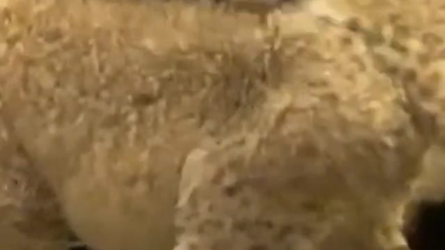 Lions Cubs Part 2