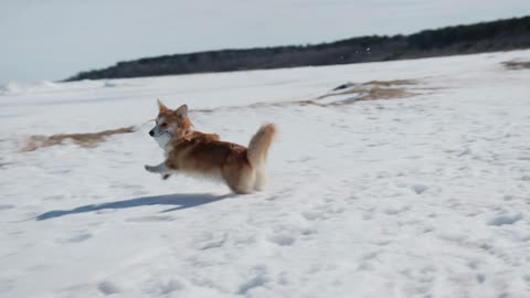 The dog's joy is contagious with his first contact with the snow