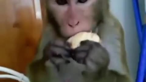 monkey