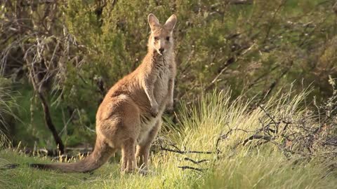 Kangaroo Wallaby - Australian Wildlife