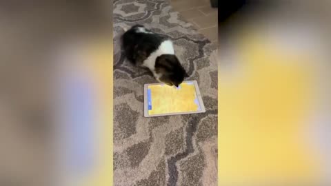 Cute and Funny Cat Videos to Keep You Smiling! 🐱