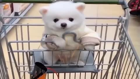 #01 "very beautiful puppies #@