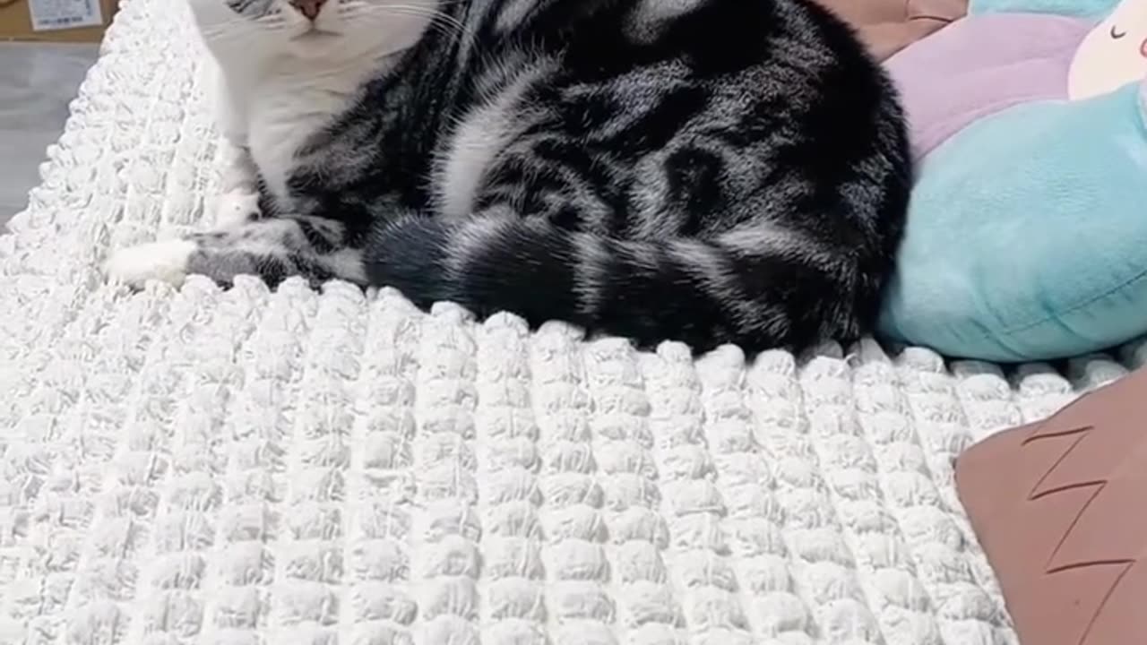 Funny Cats And Dogs