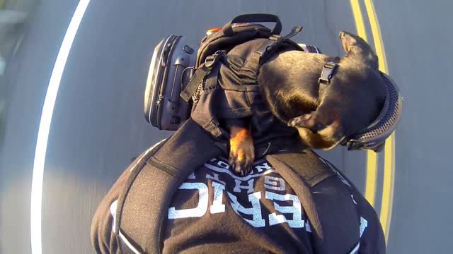 Fearless Pup Goes For Motorcycle Ride On Back Of Owner